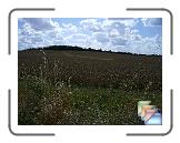 View from Grantchester Rd, Coton * (2 Slides)