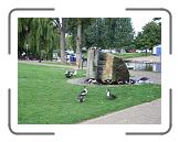 imgp1342 * Muscovy ducks, Ely Jubilee Garden * 2560 x 1920 * (3.28MB)